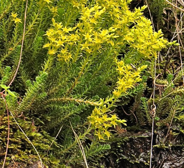 Sedum sexangulare